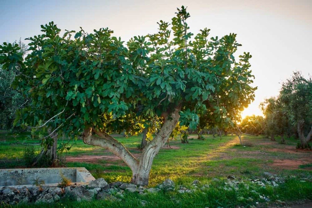 Fig Tree Grove