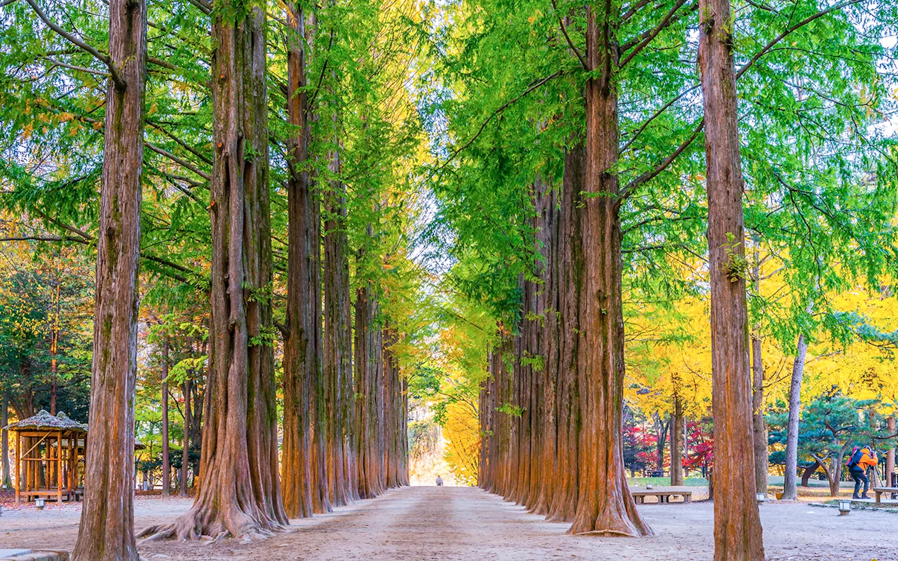 Central Path