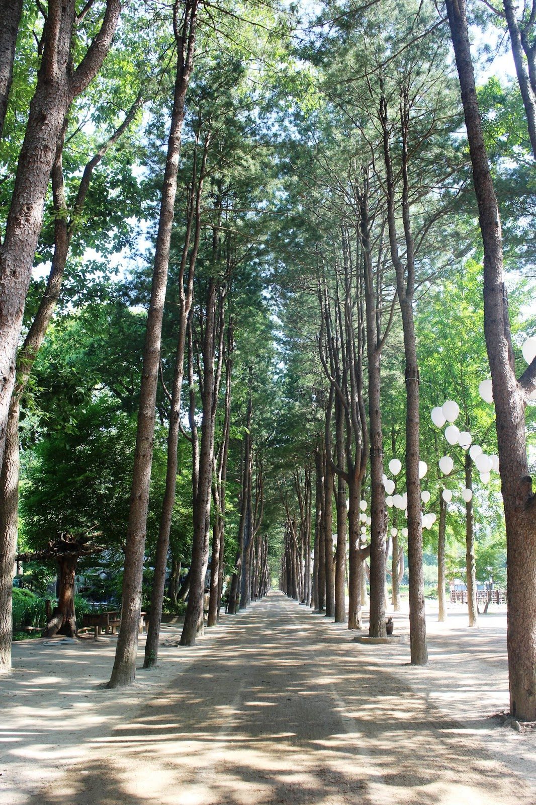 Central Korean Pine Tree Lane