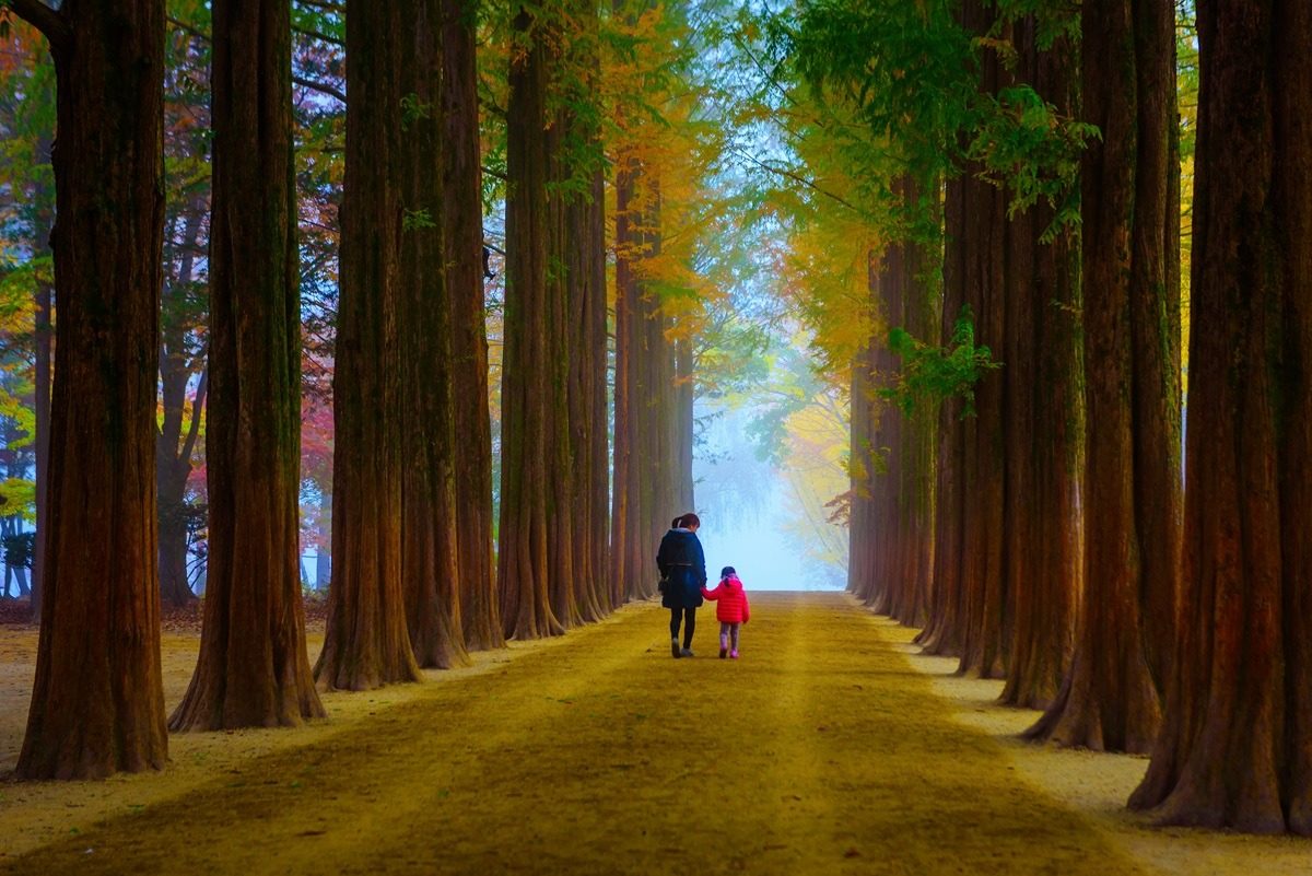 Metasequoia Lane