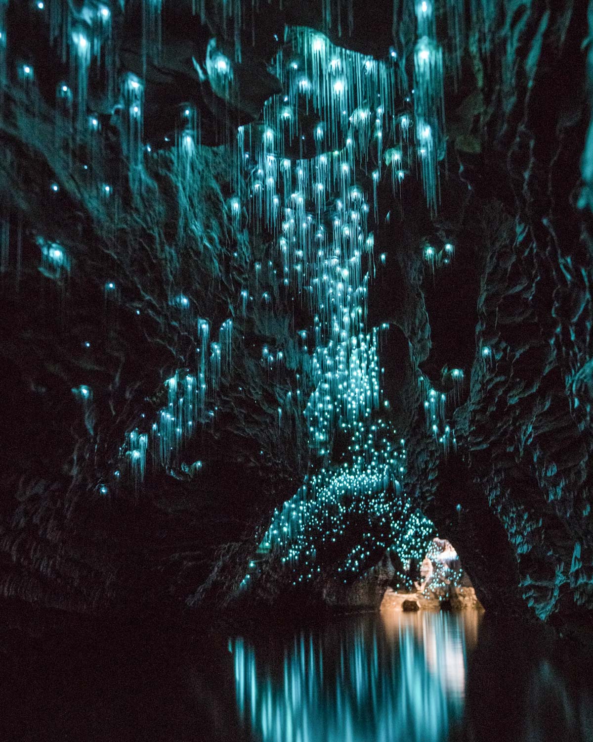 Glow Worm Tour From Brisbane