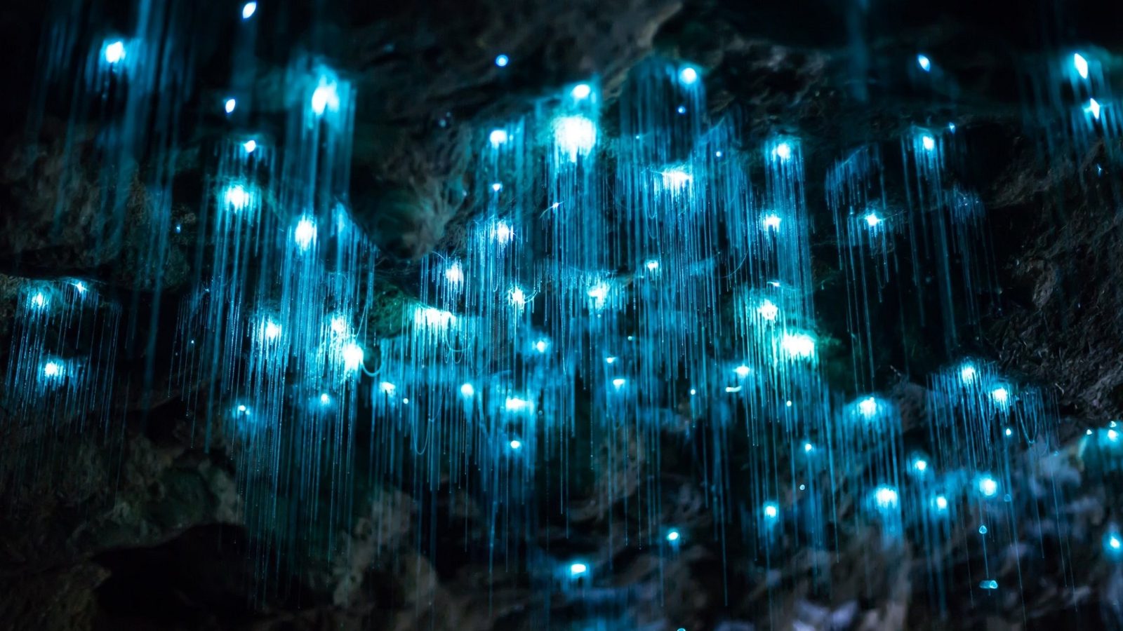Glow Worm Tour from Brisbane Overview