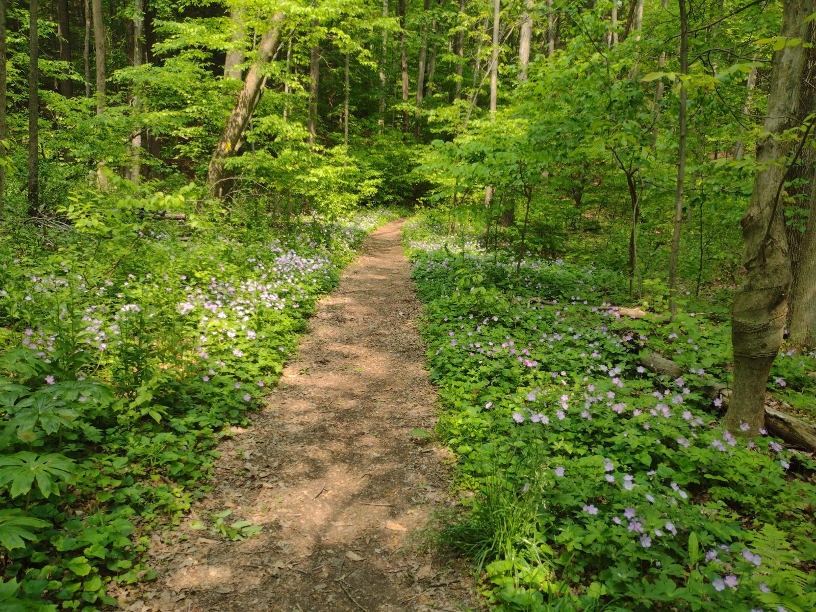 Ellis Wood