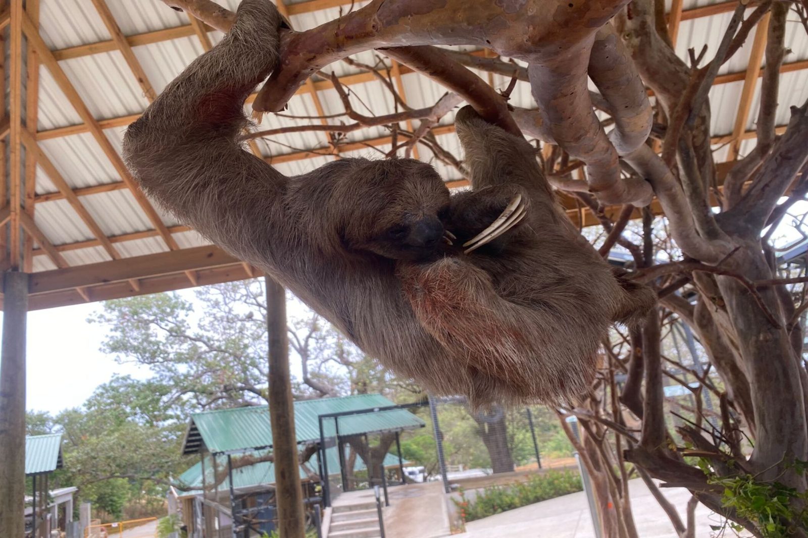 Roatan Sloth Tours and Wildlife Encounters