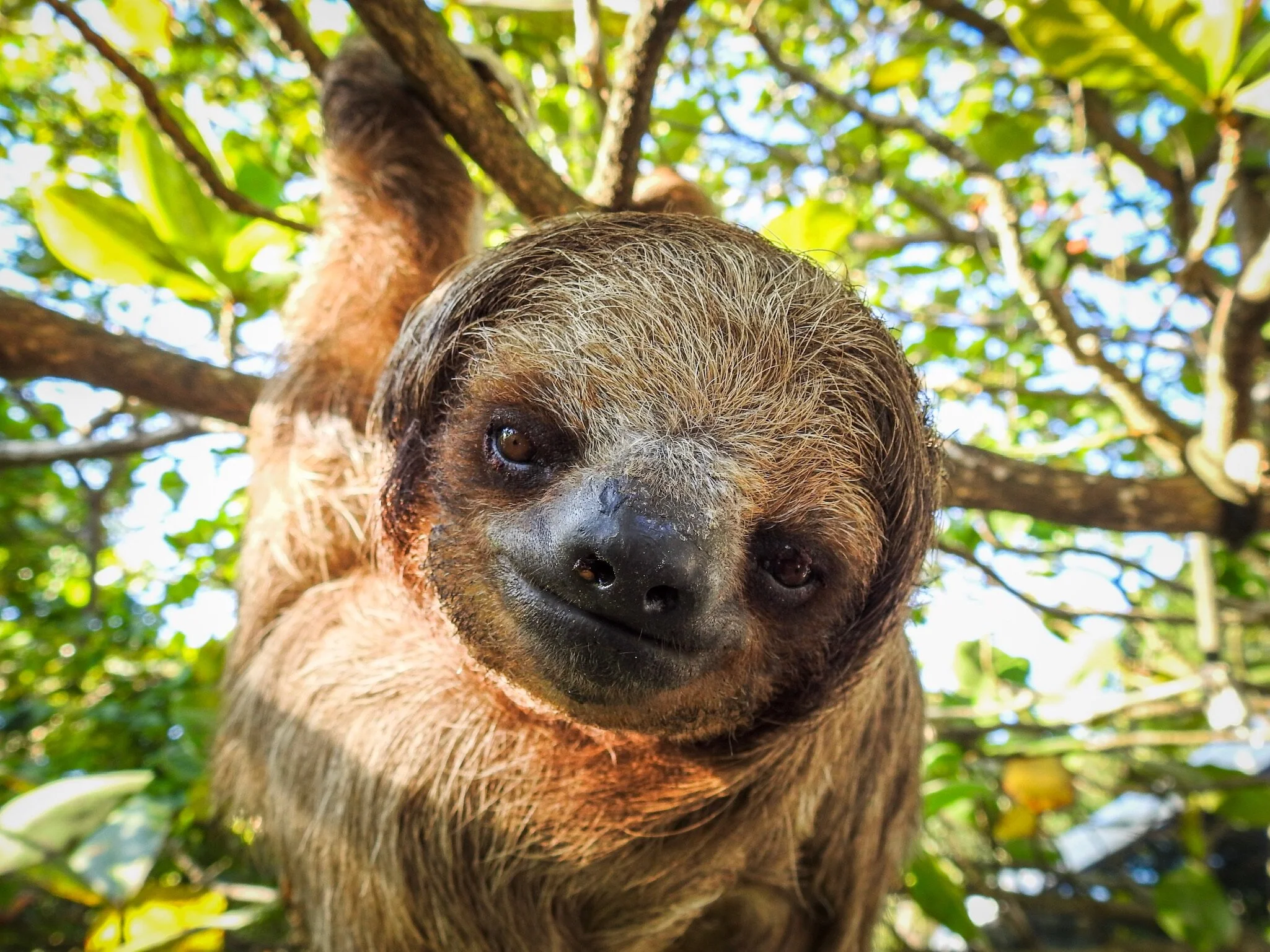 Roatan Sloth Tours