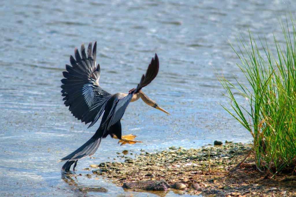 Marshland Trails