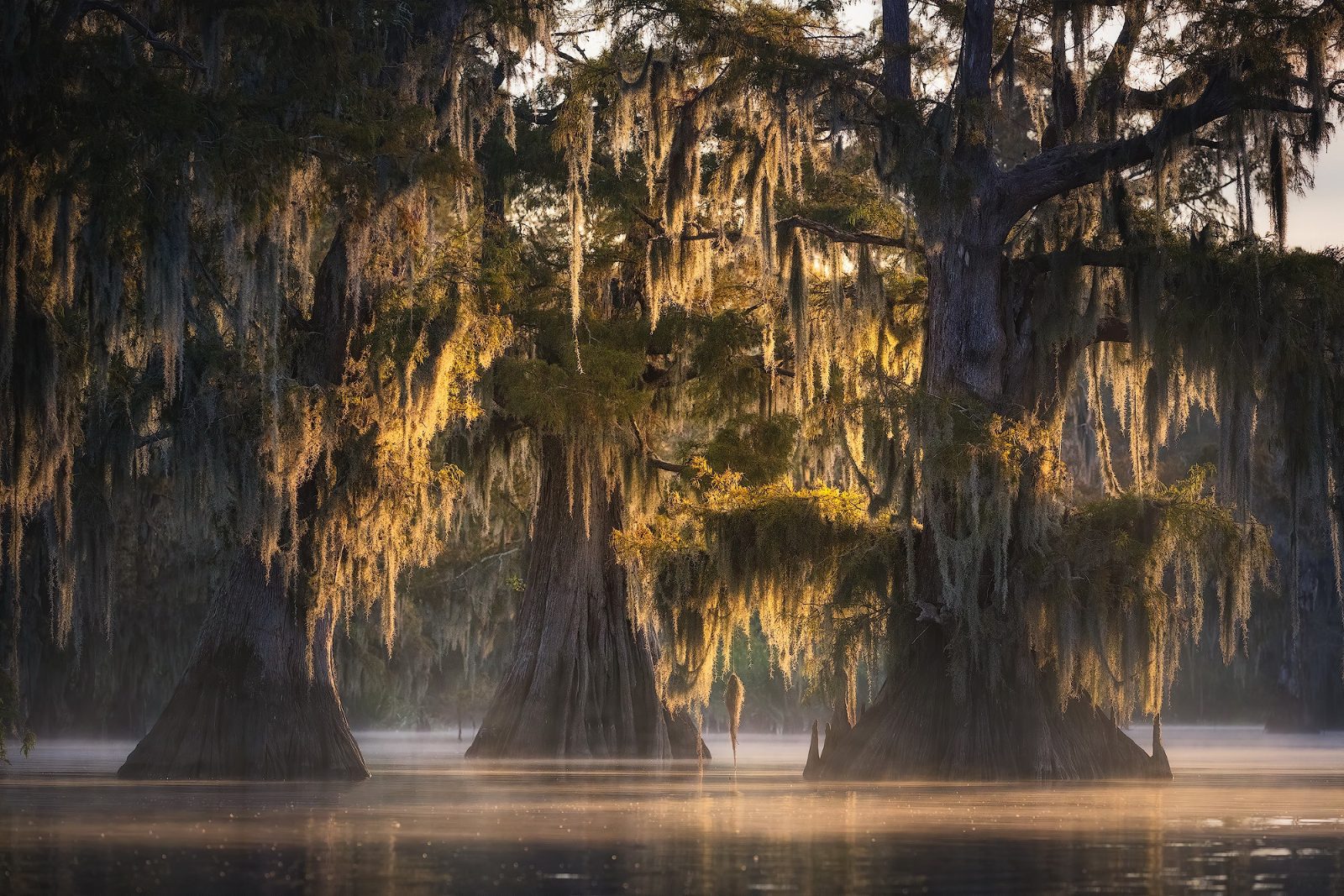 Cypress Groves
