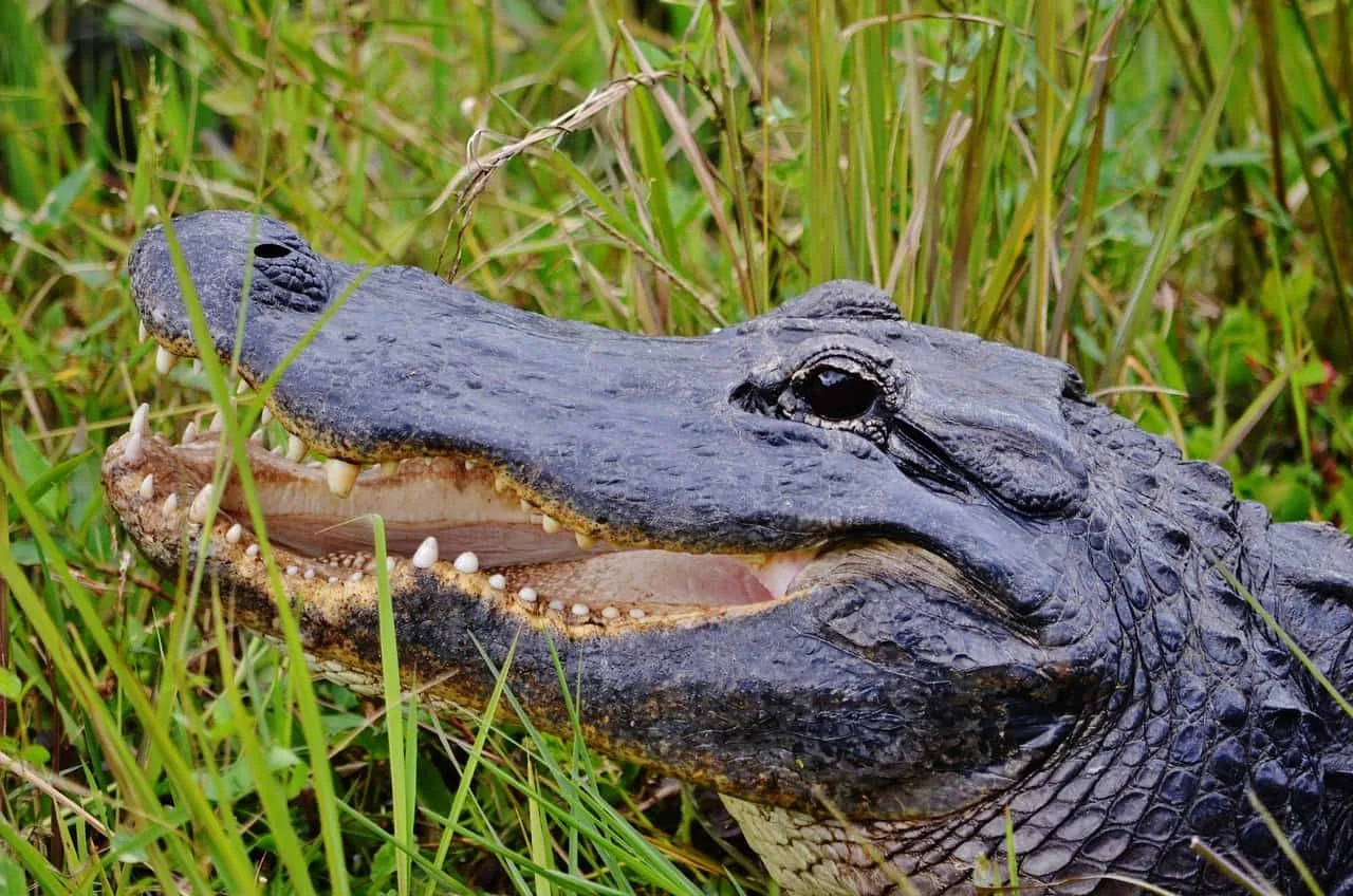 Alligator Alley