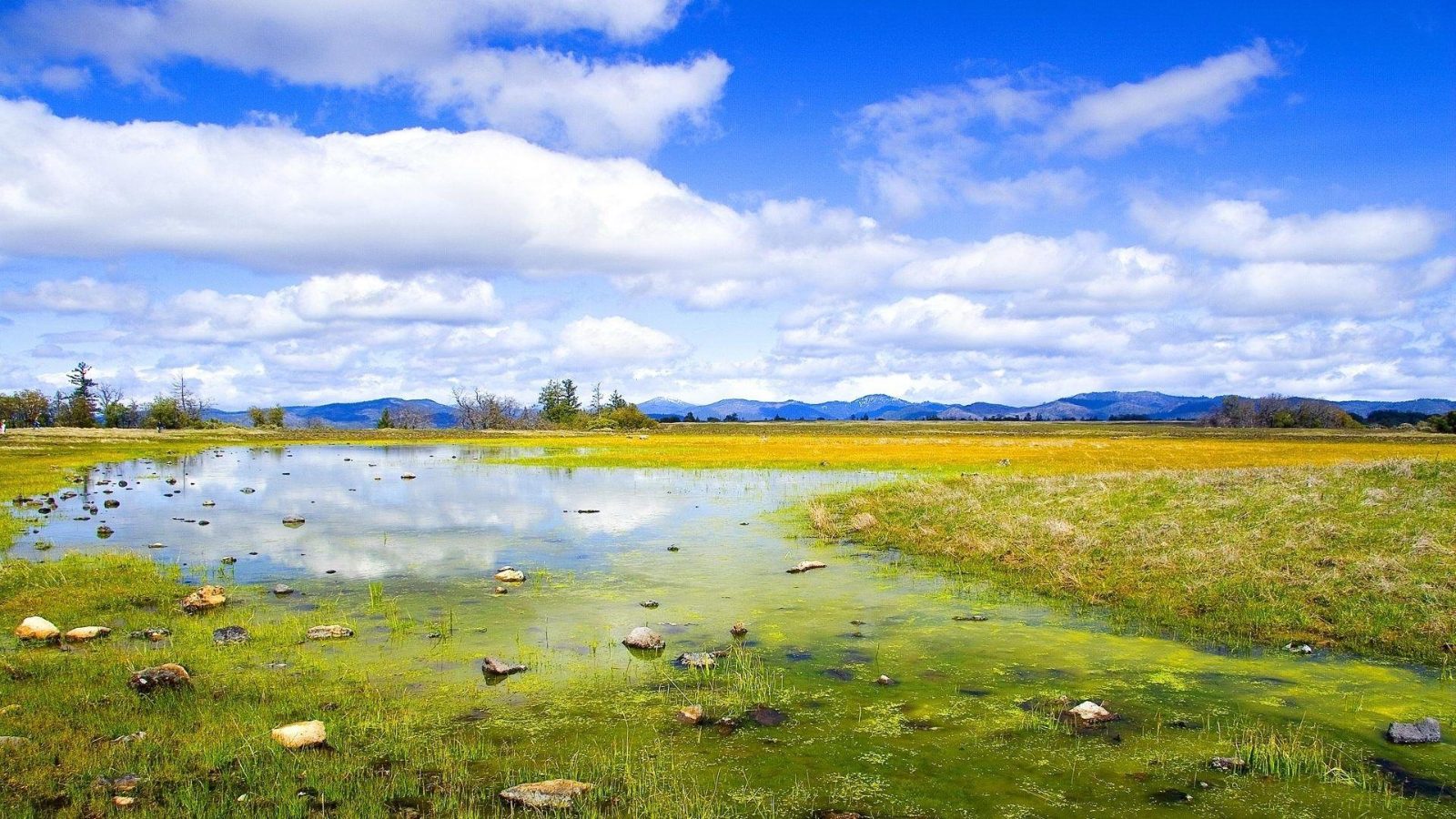 Wetland Lookout