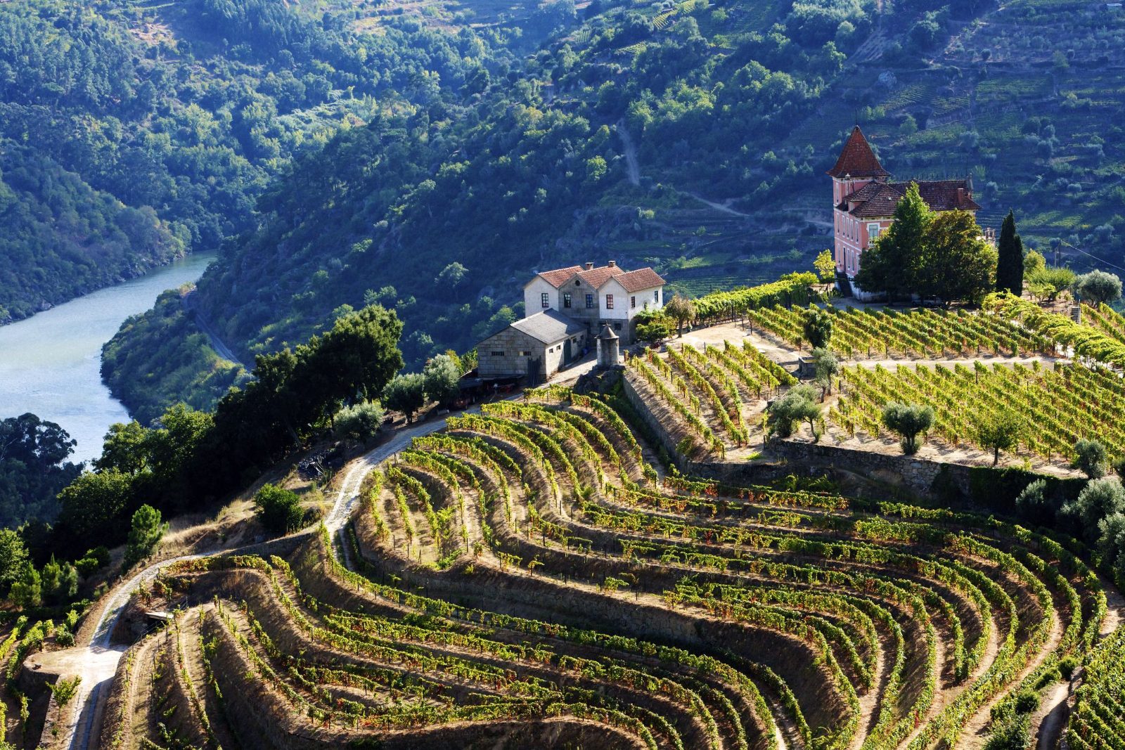 Terraced Vineyards