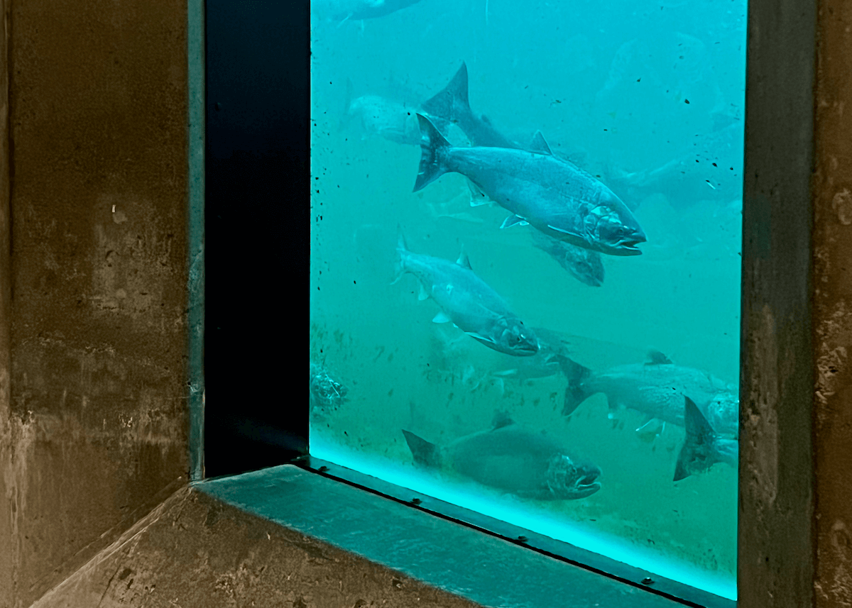 Fish Ladder