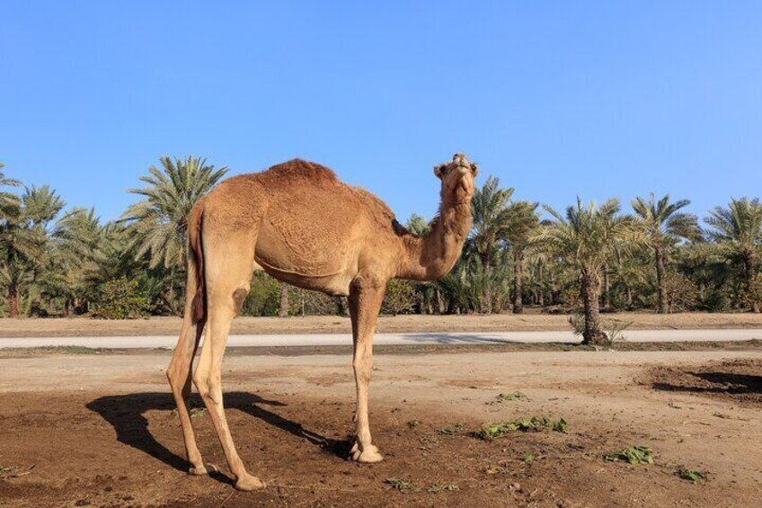 Bahrain Desert Tour