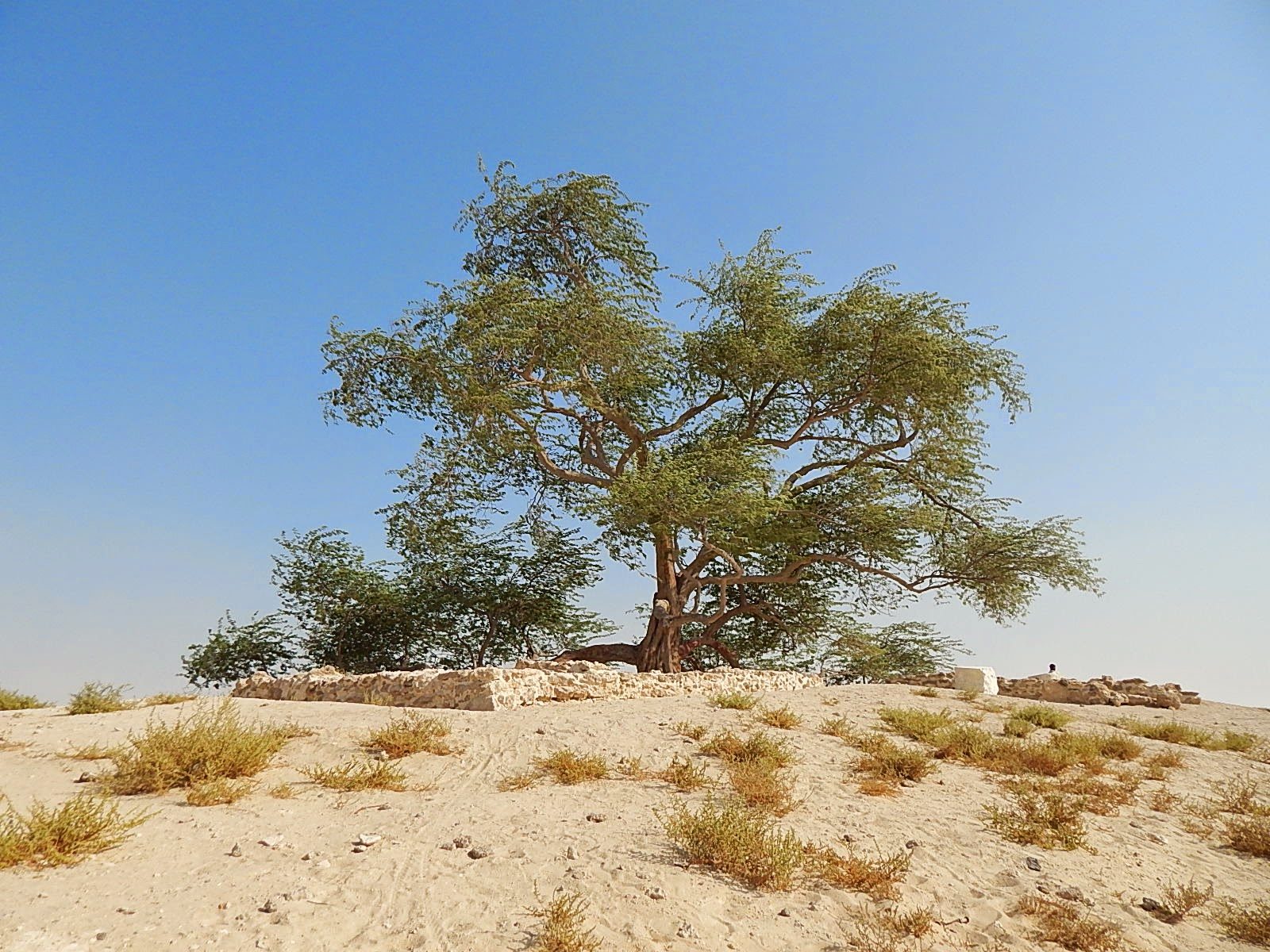 Tree of Life