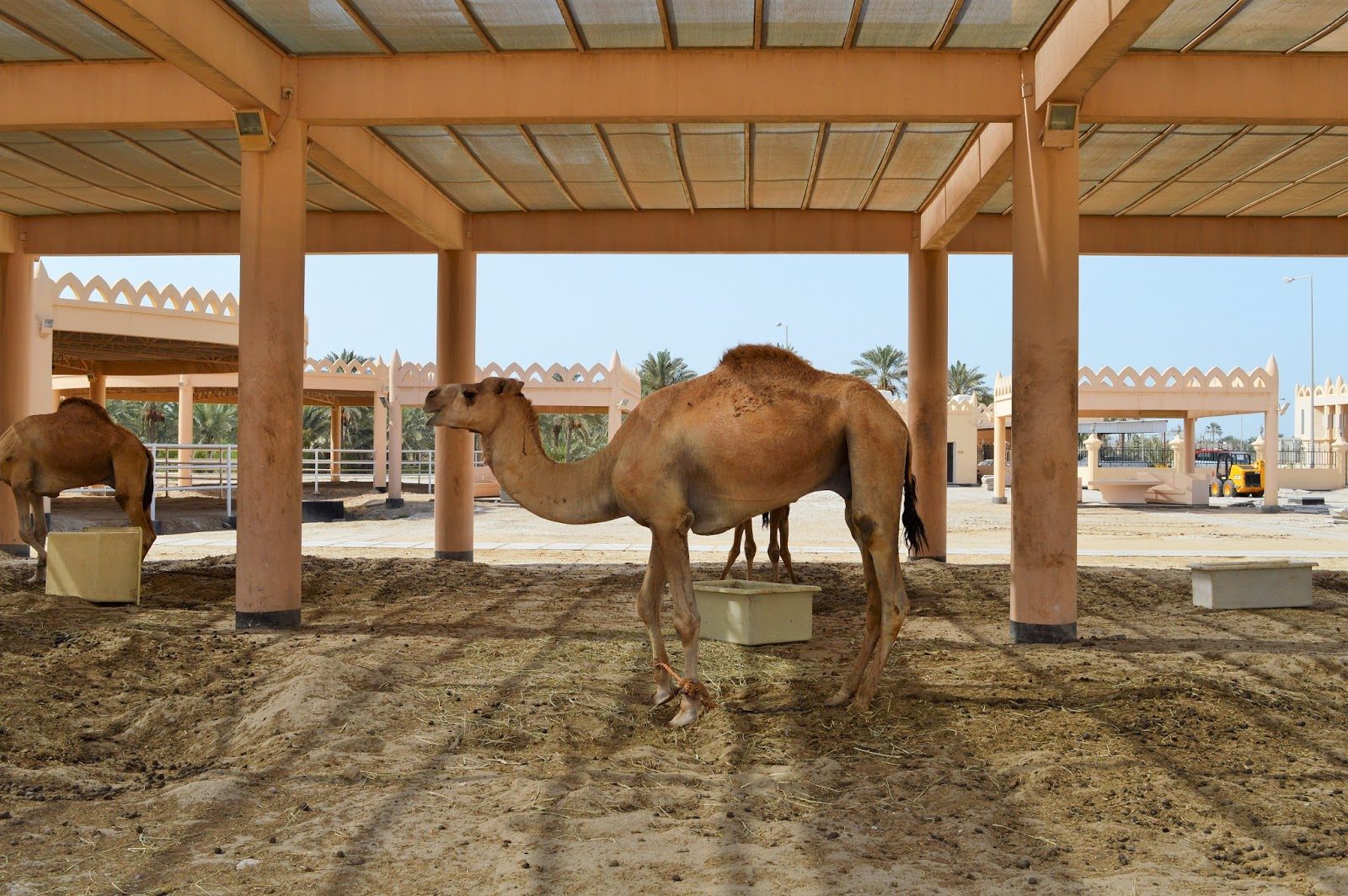 Camel Farm