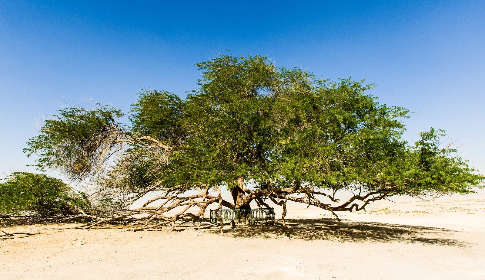 Tree of Life