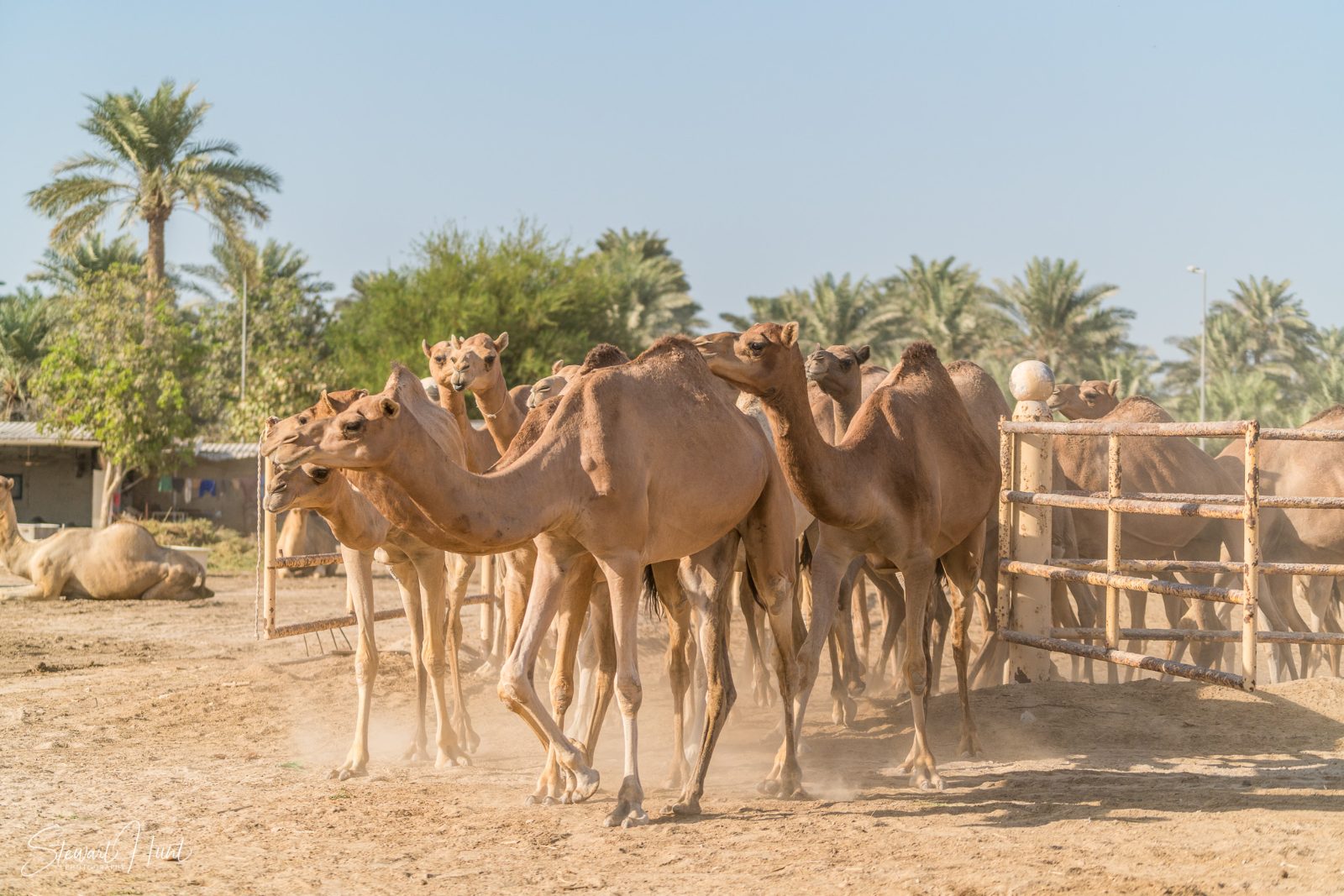Royal Camel Farm