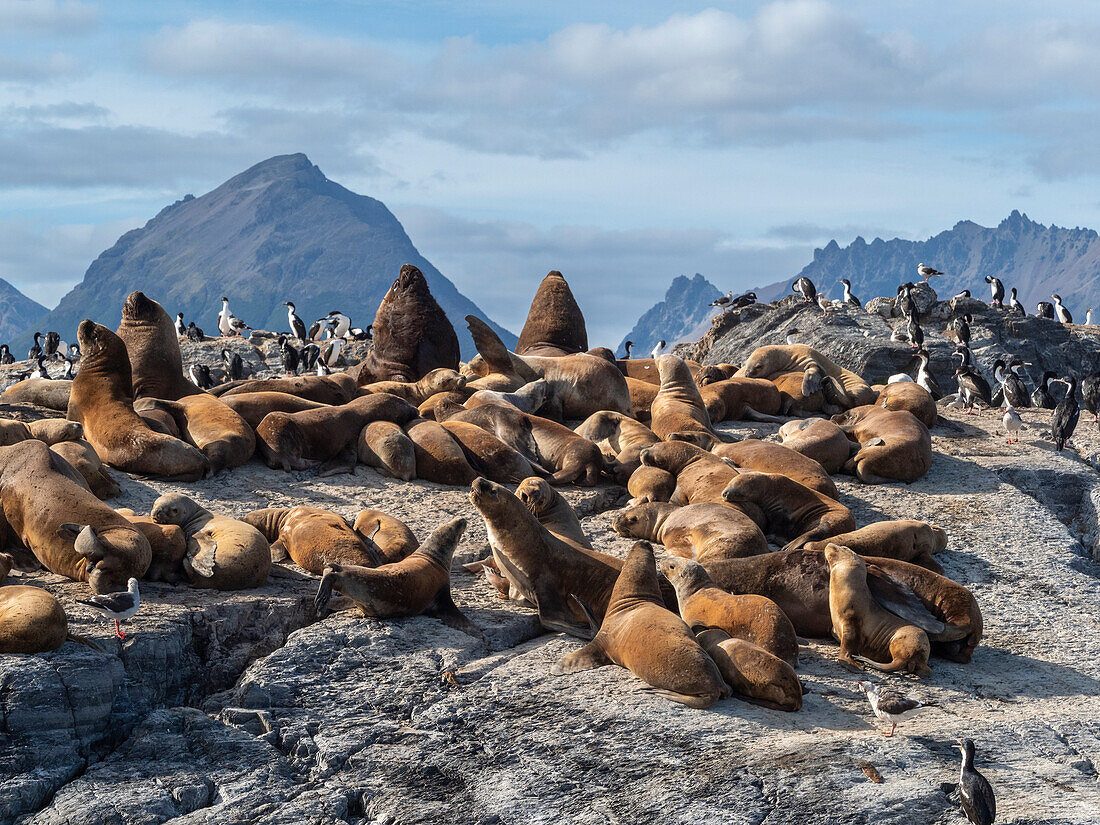 Sea Lion Colony