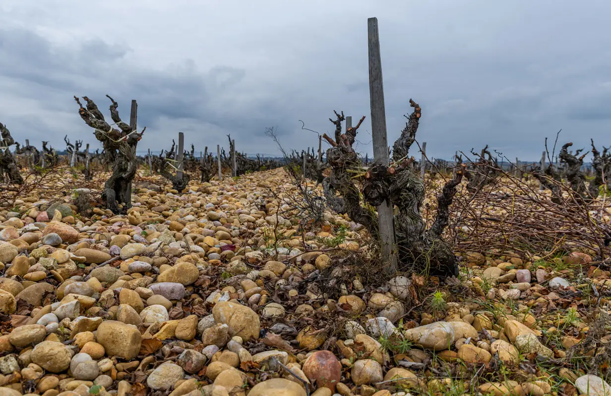 Châteauneuf-du-Pape Wine Tour Experience