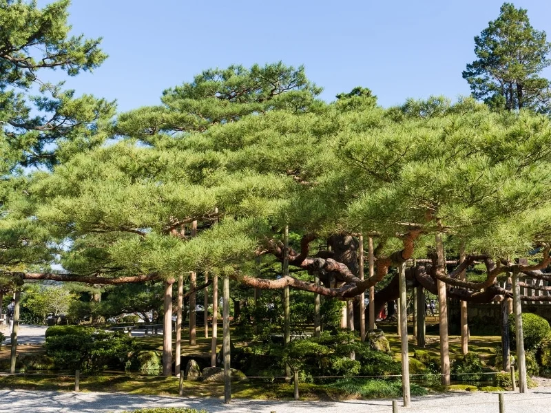 Karasaki Pine