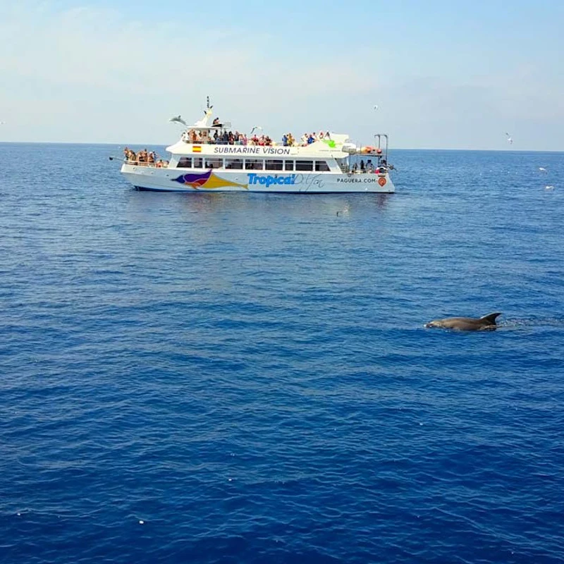 Santa Ponsa Dolphin Watching Overview