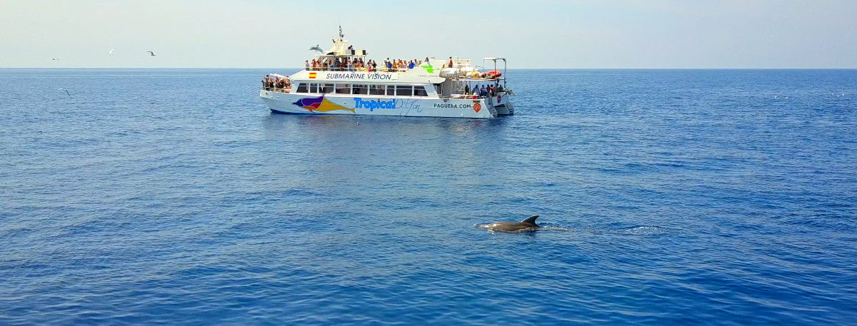 Santa Ponsa Dolphin Watching