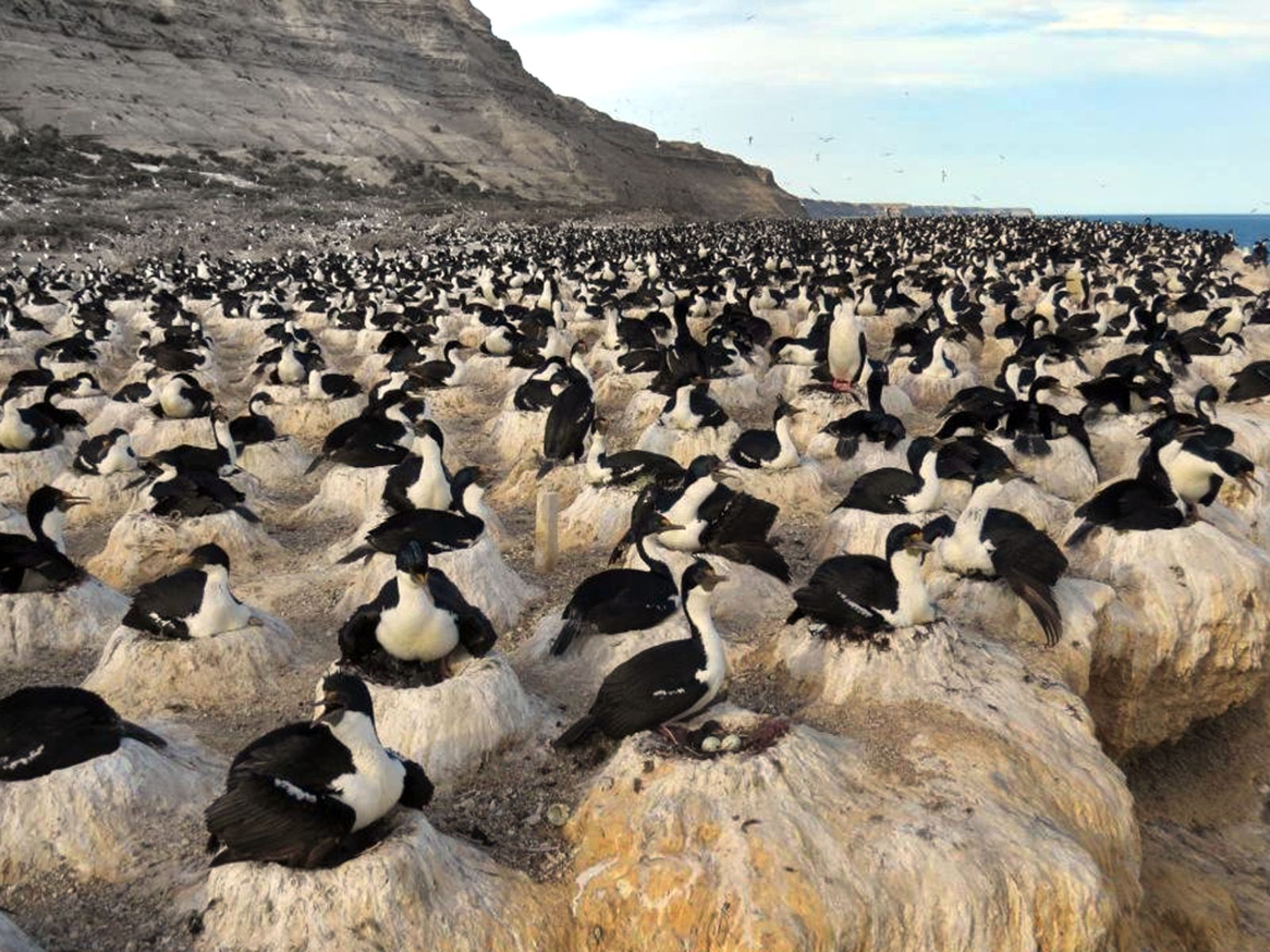 Marine Bird Colonies