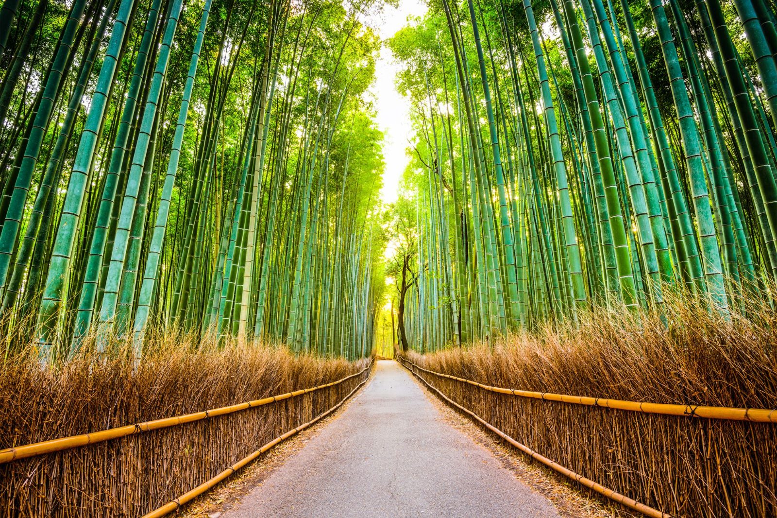 Bamboo Forest Path
