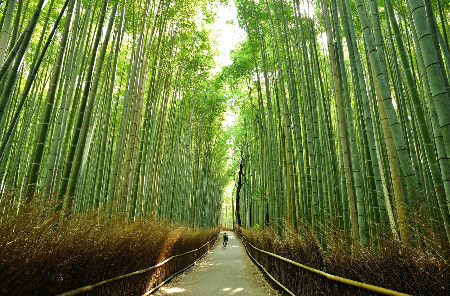 Arashiyama Bike Tour Through Kyoto's Scenic District