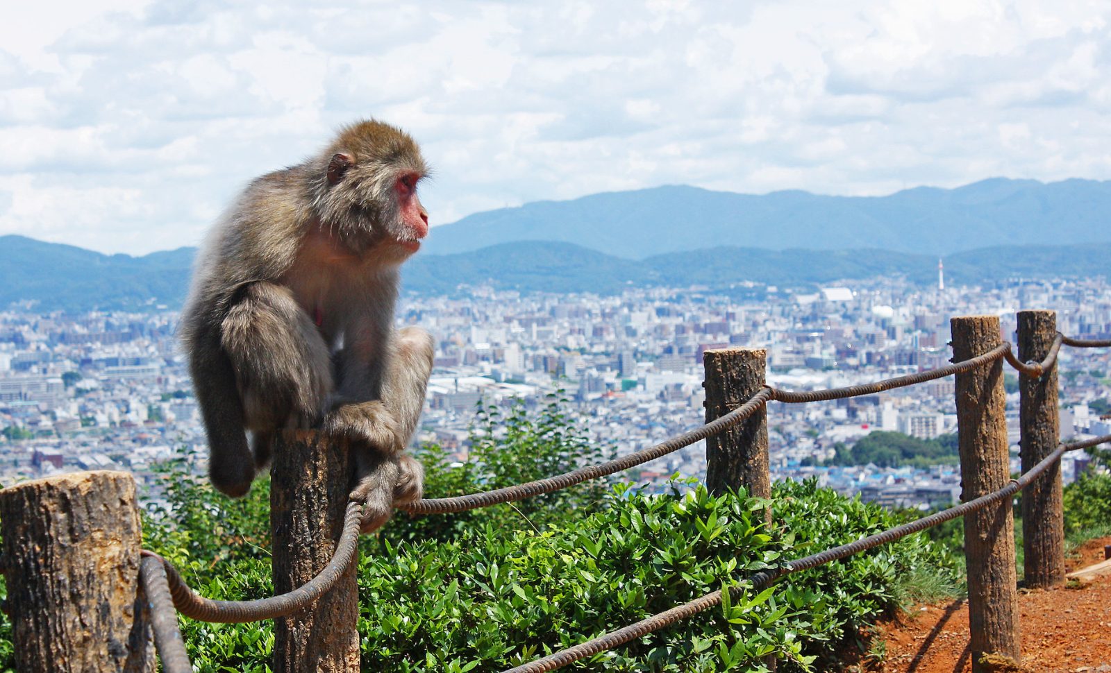 Iwatayama Monkey Park