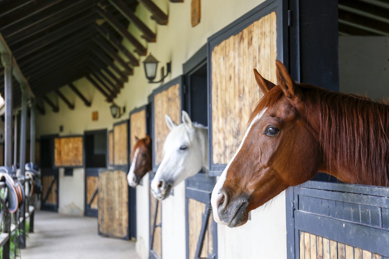 Stallion Stables