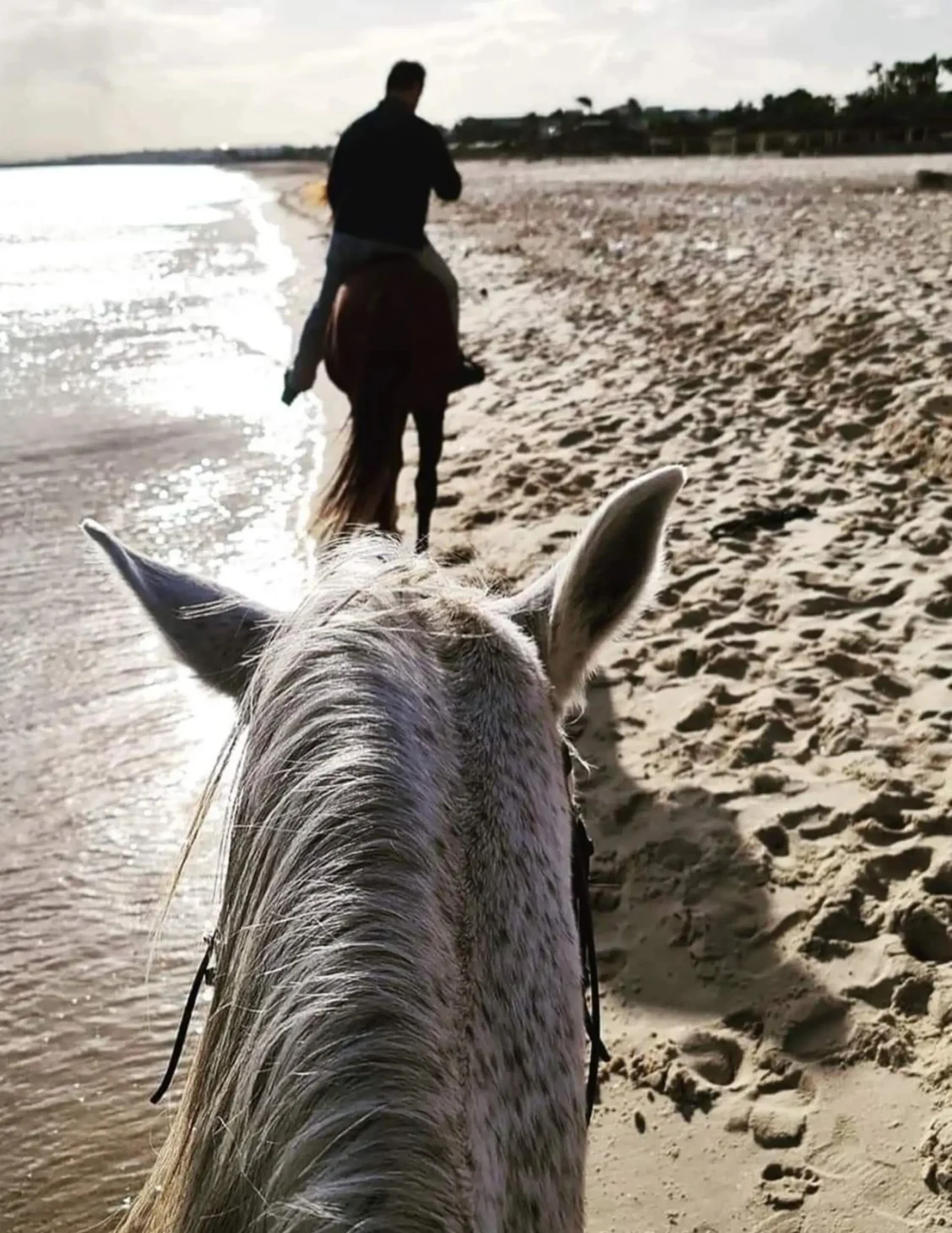 Horse Riding Hammamet Beach Experience
