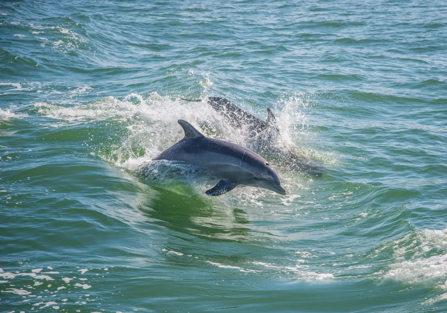 Your experience at Pensacola Beach Dolphin Cruise