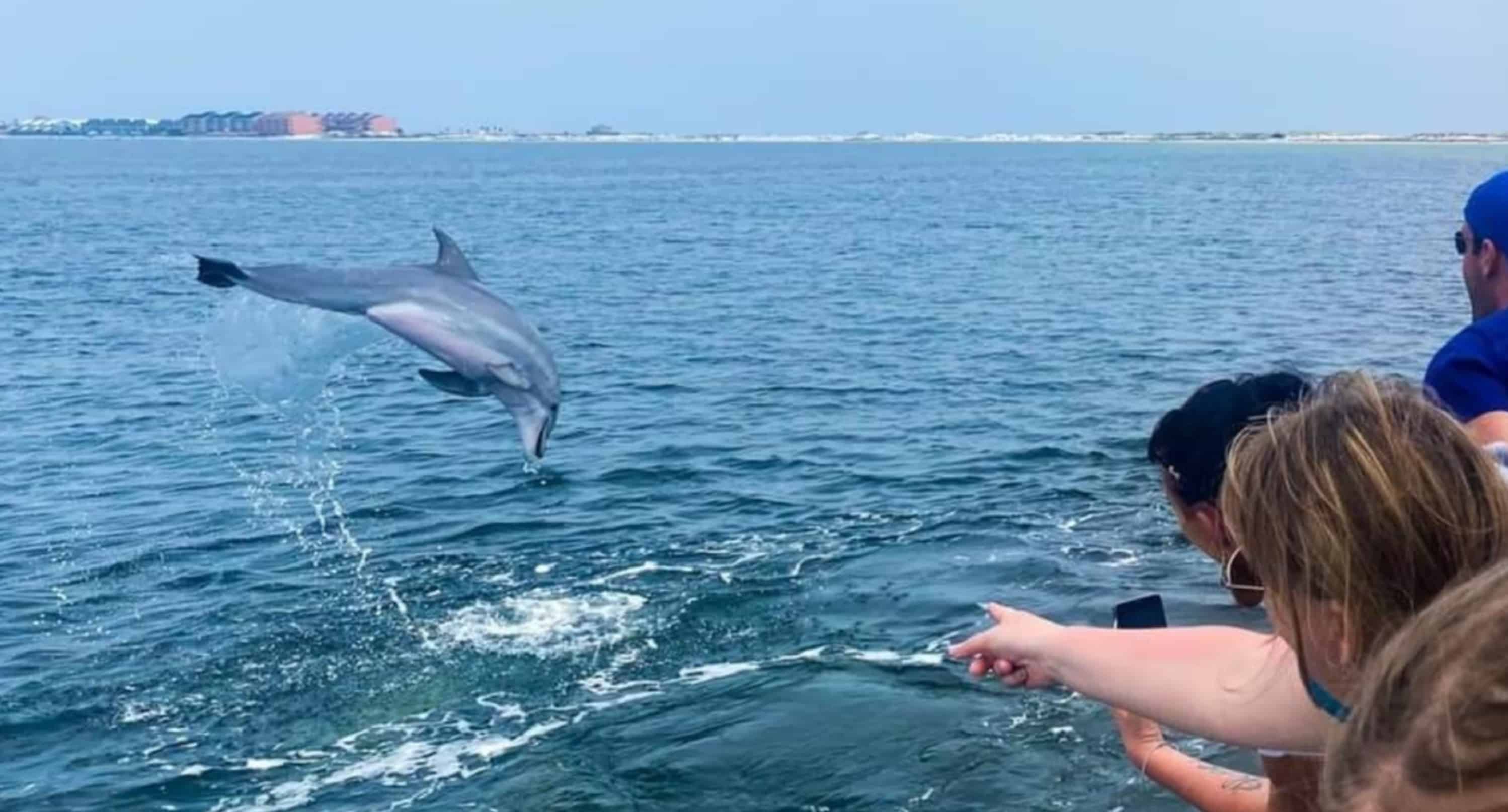 Pensacola Beach Dolphin Cruise