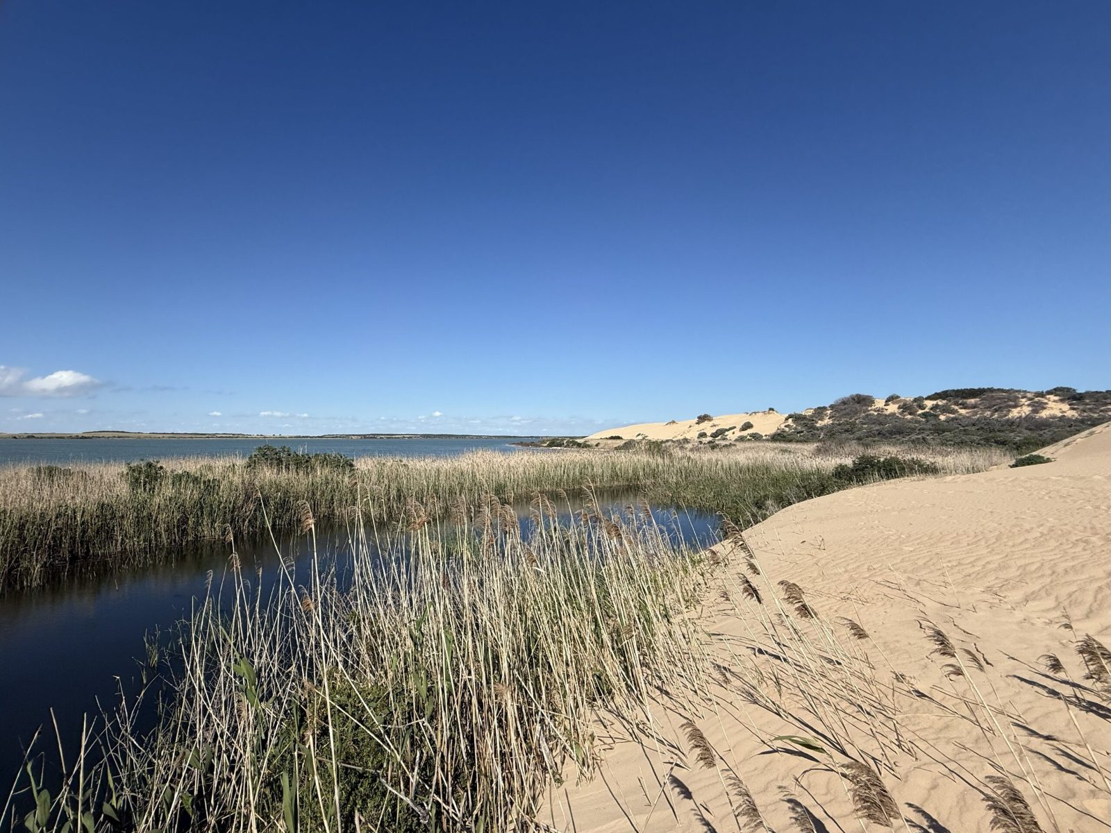 Younghusband Peninsula