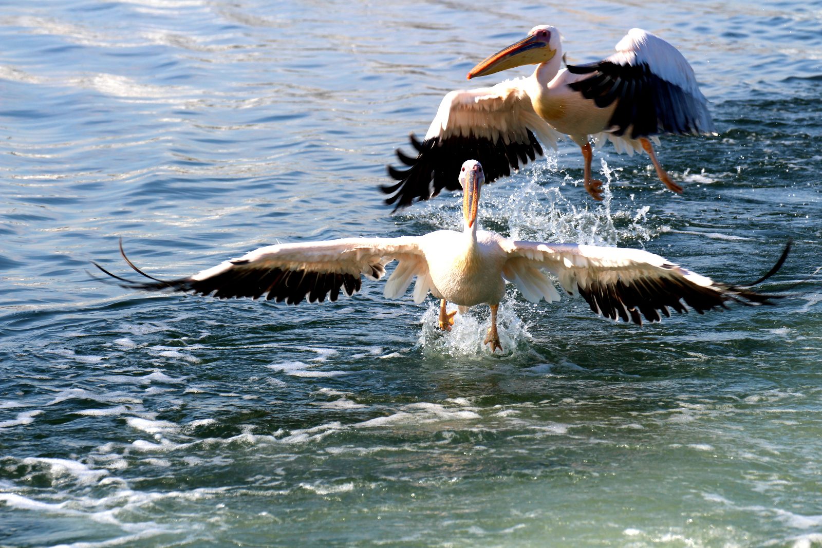 Pelican Point