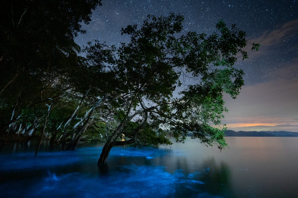 Paquera Bioluminescence Tour