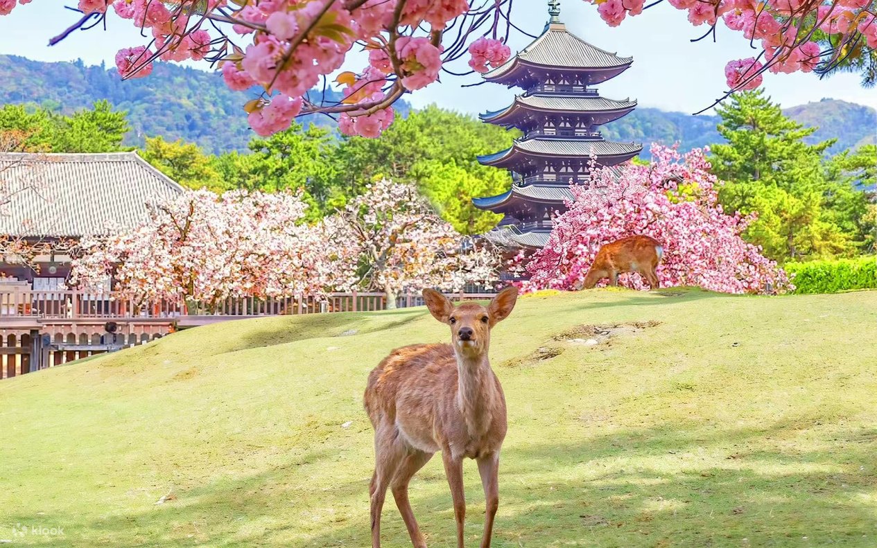 Nara and Uji Day Tour