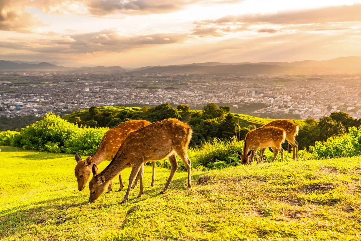 Mount Wakakusa
