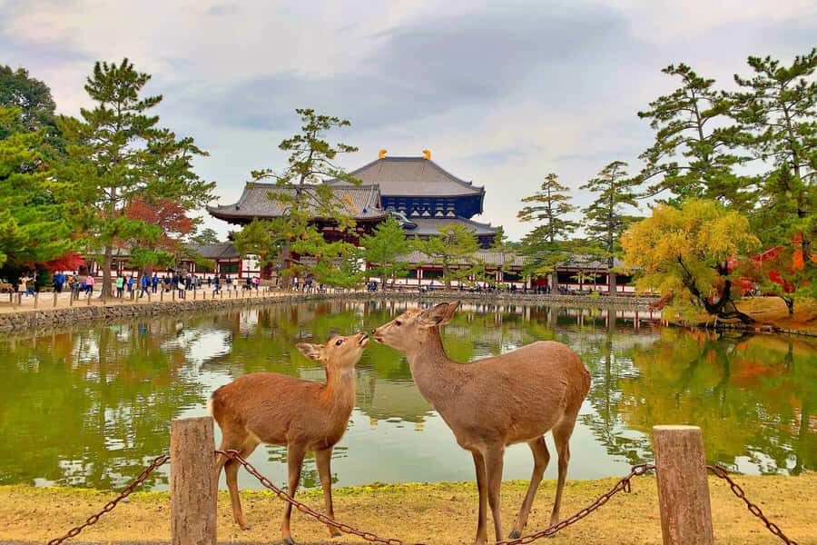 Nara and Uji Day Tour Overview