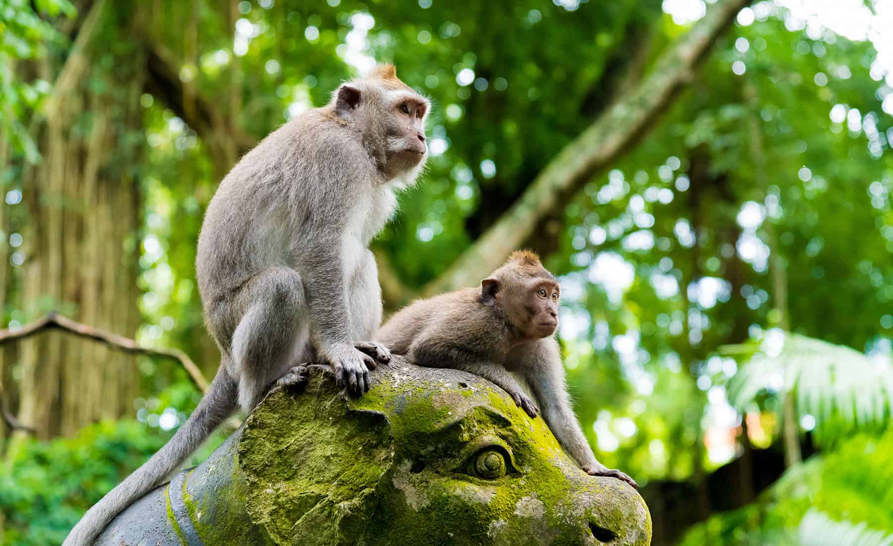 Sacred Monkey Forest Sanctuary