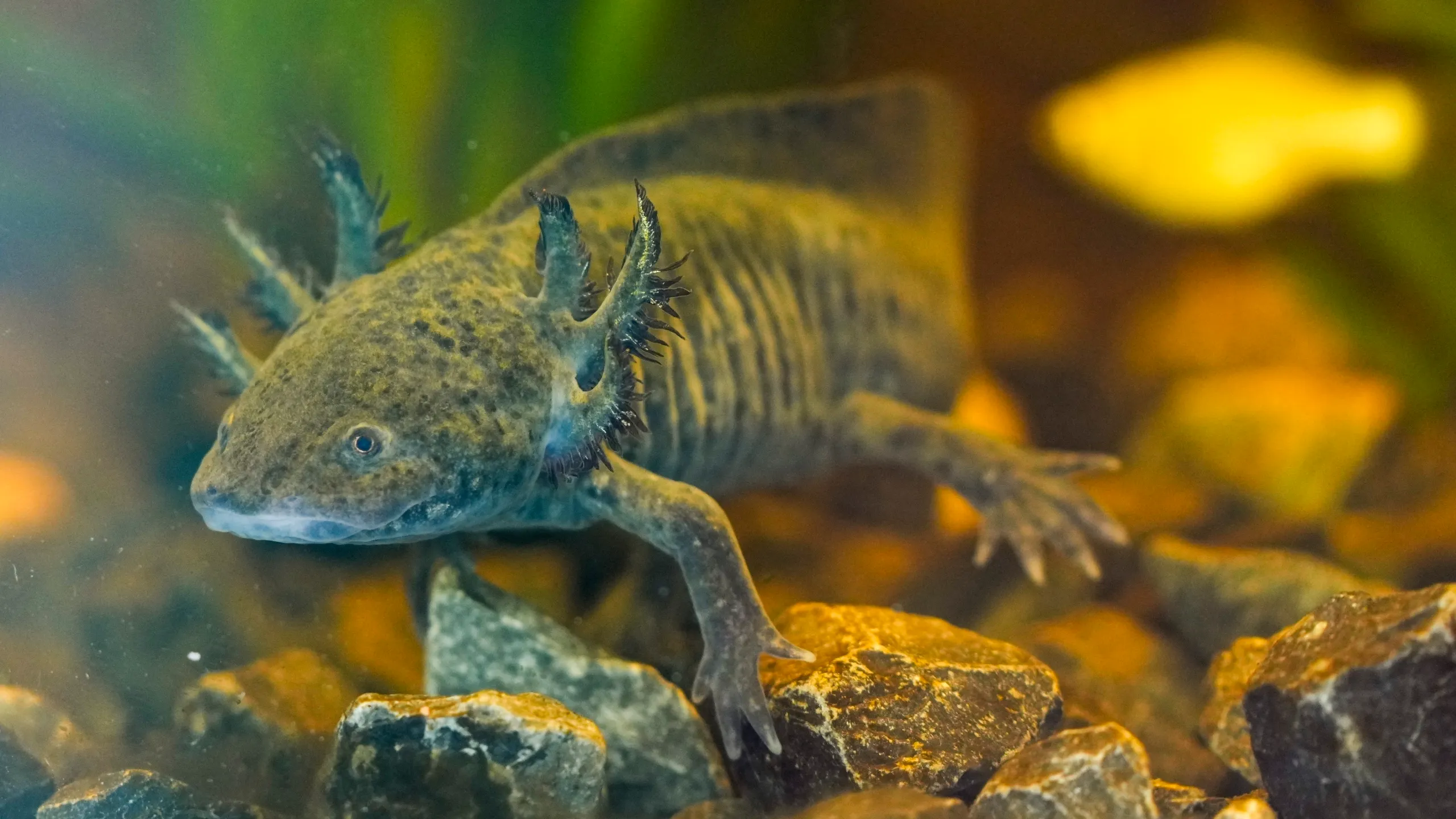 Axolotl Museum