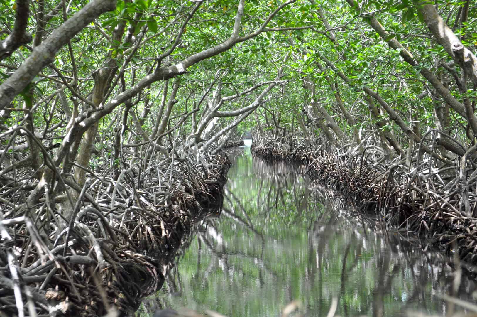 Mangrove Channels