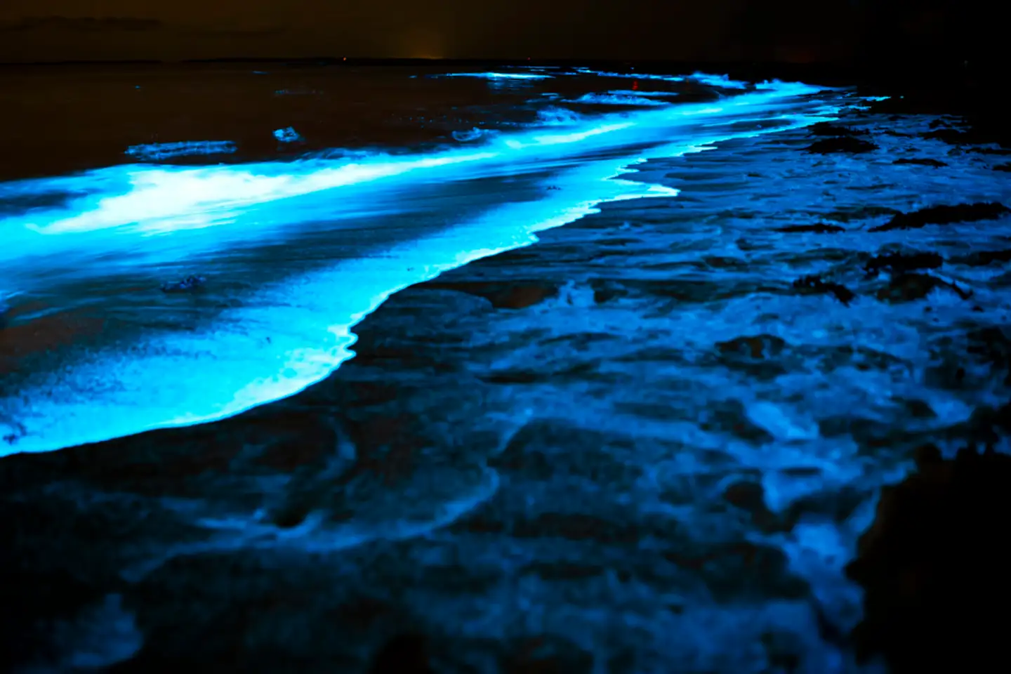 Bioluminescent Bay