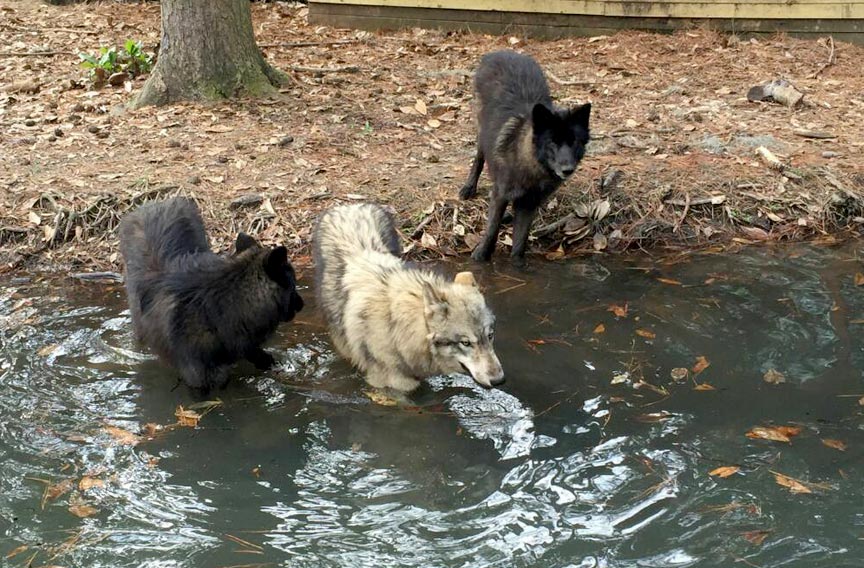 Oatland Island Wildlife Center
