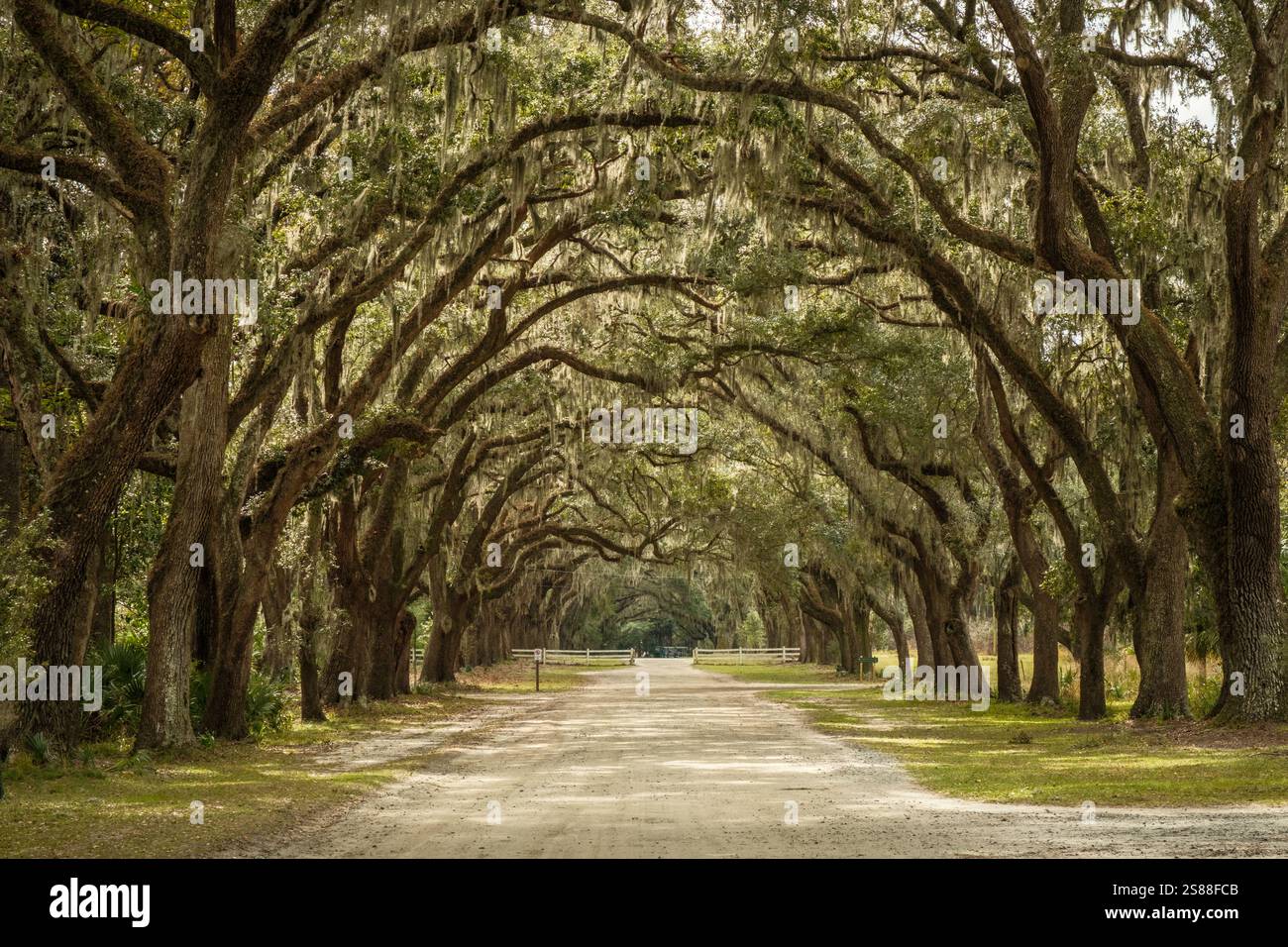 Avenue of the Oaks