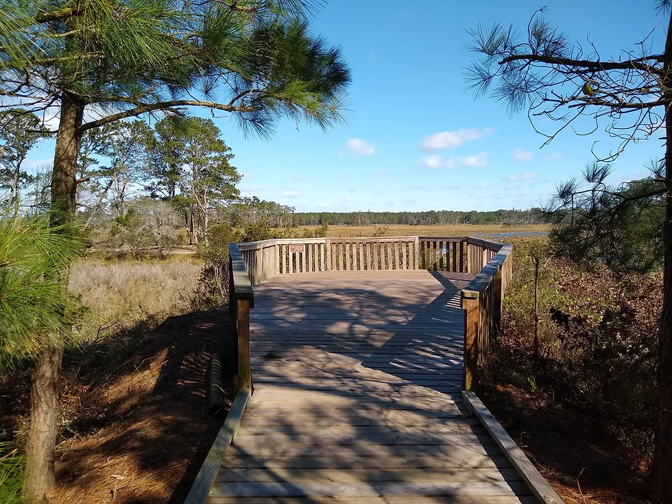 Marsh Overlook near Jones Narrows