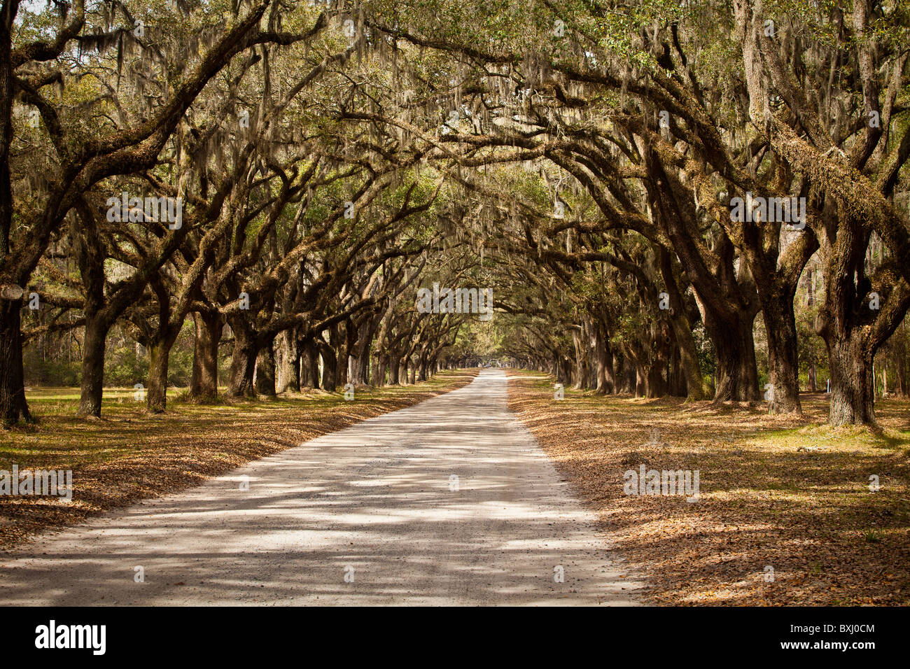 Oak Avenue