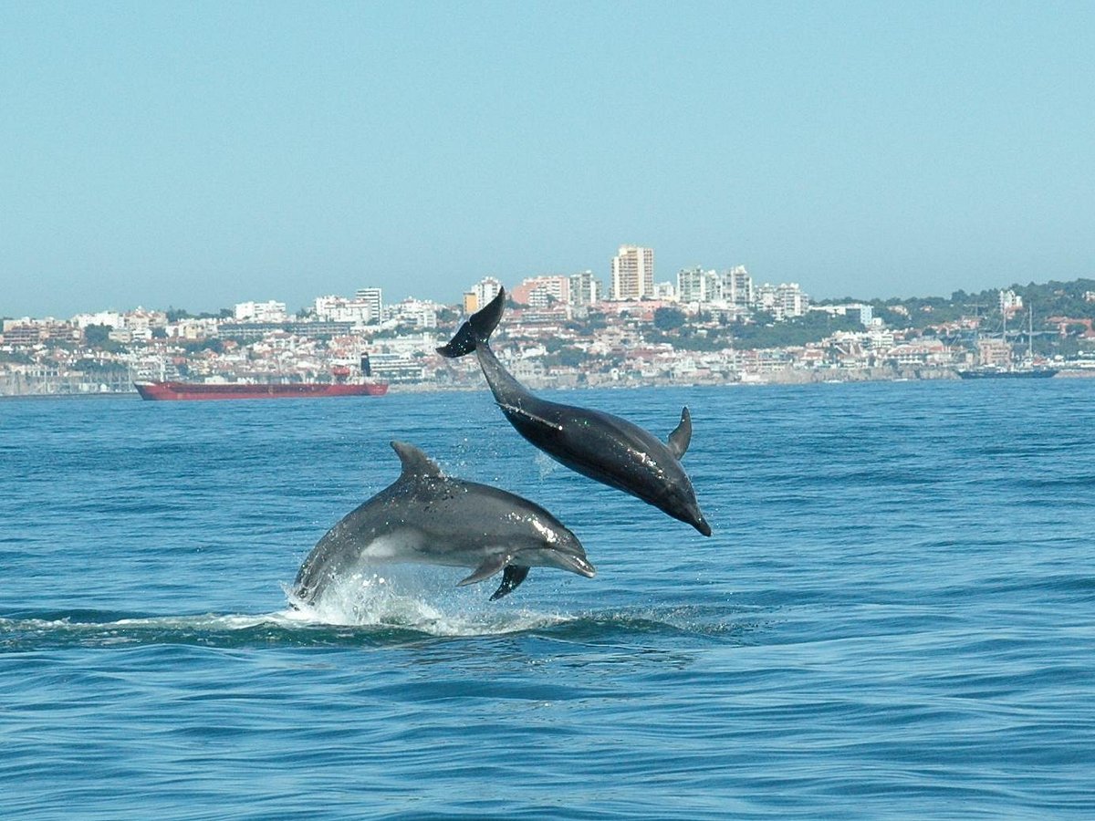 Cascais Dolphin Watching