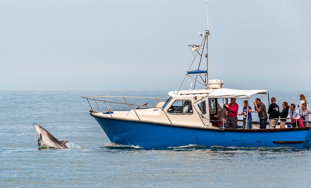 Your experience at Cascais Dolphin Watching