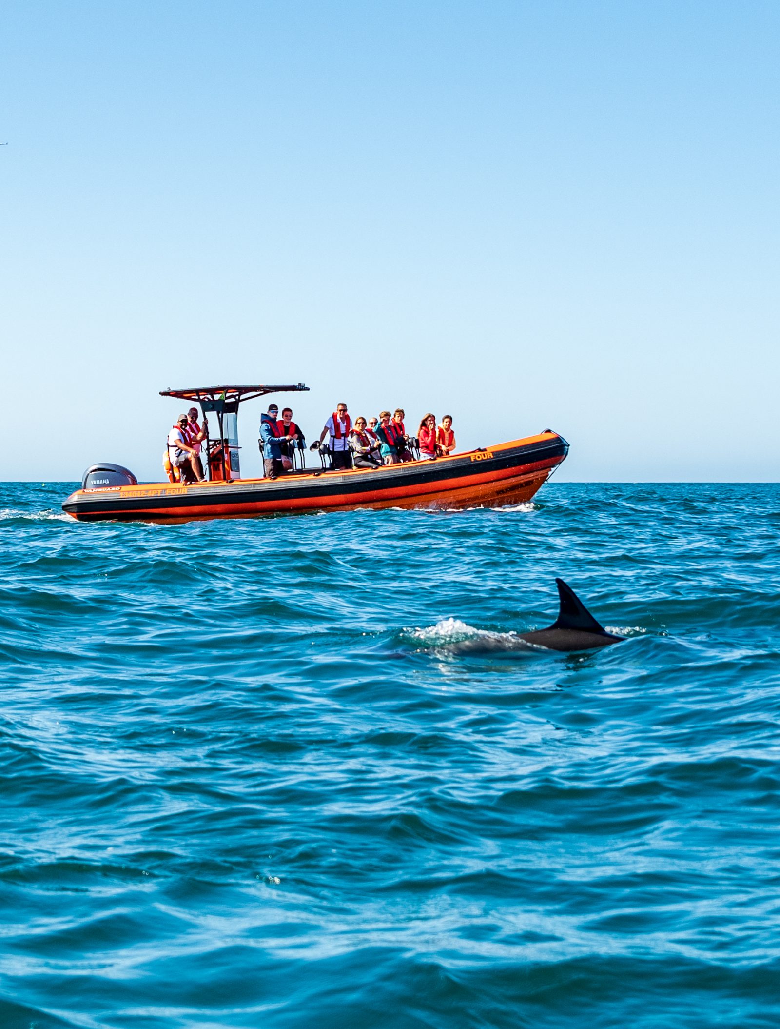 Cascais Dolphin Watching Off Portugal's Atlantic Coast